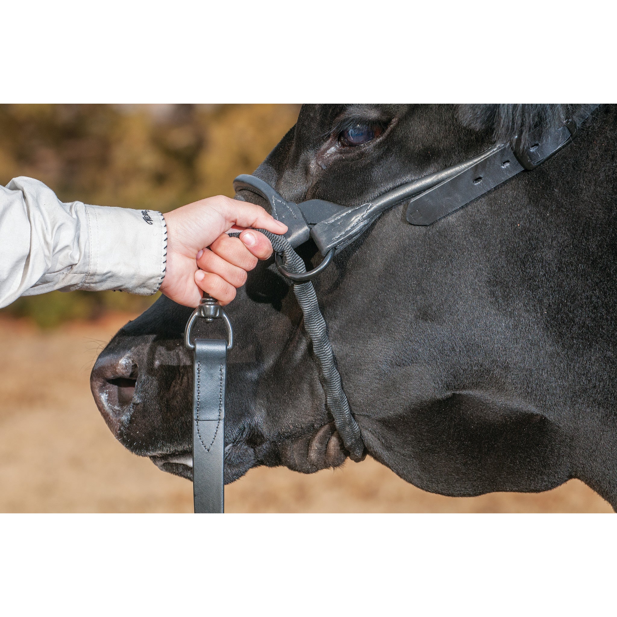Brahma Webb® Covered Chain Cattle Lead - Image 3