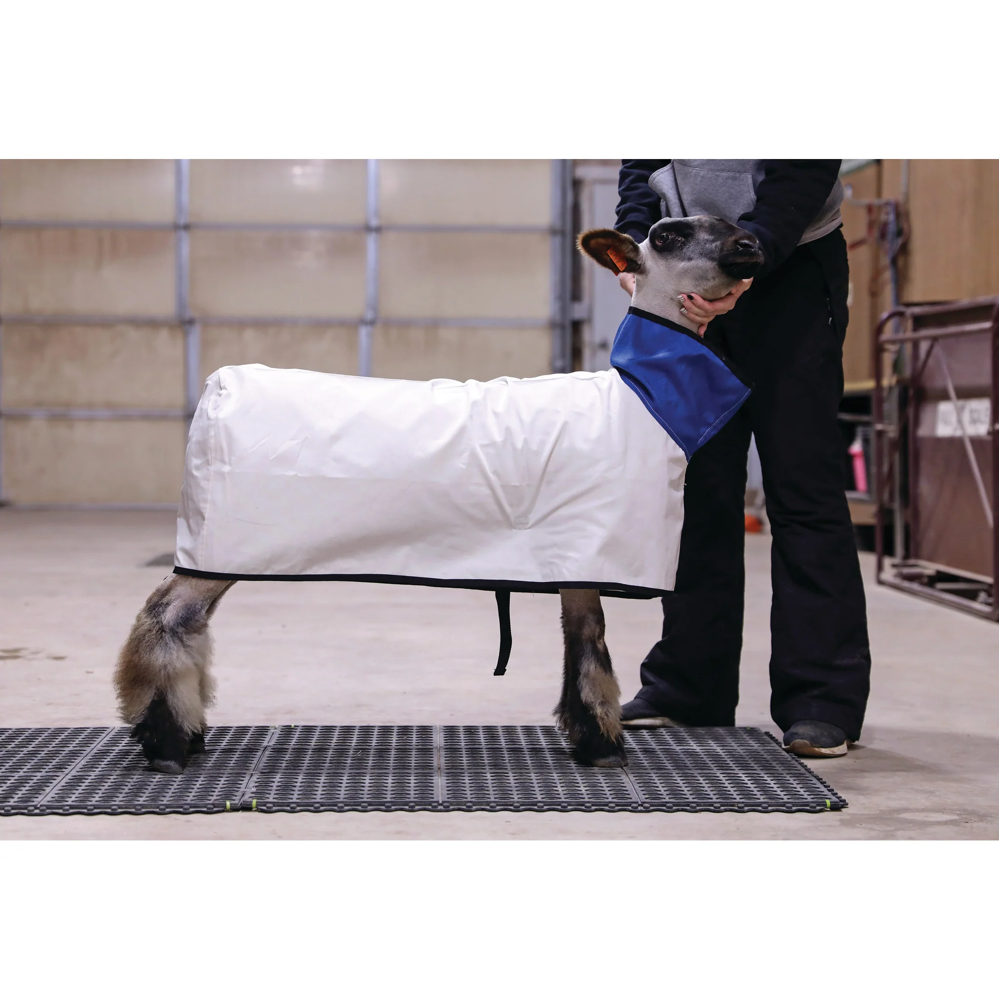 Canvas Sheep Blanket - Image 4