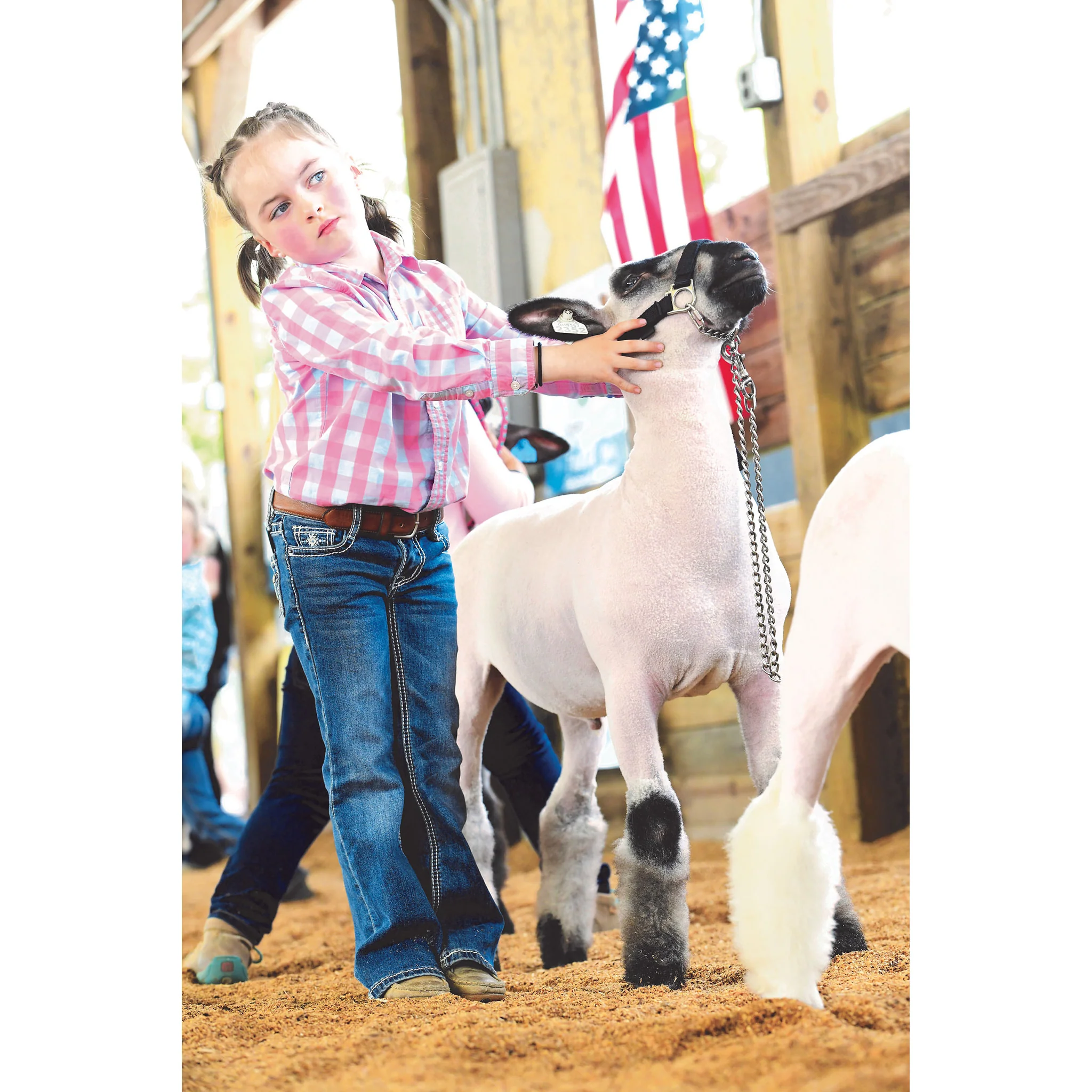 Nylon Adjustable Sheep Halter with Chain Lead - Image 5