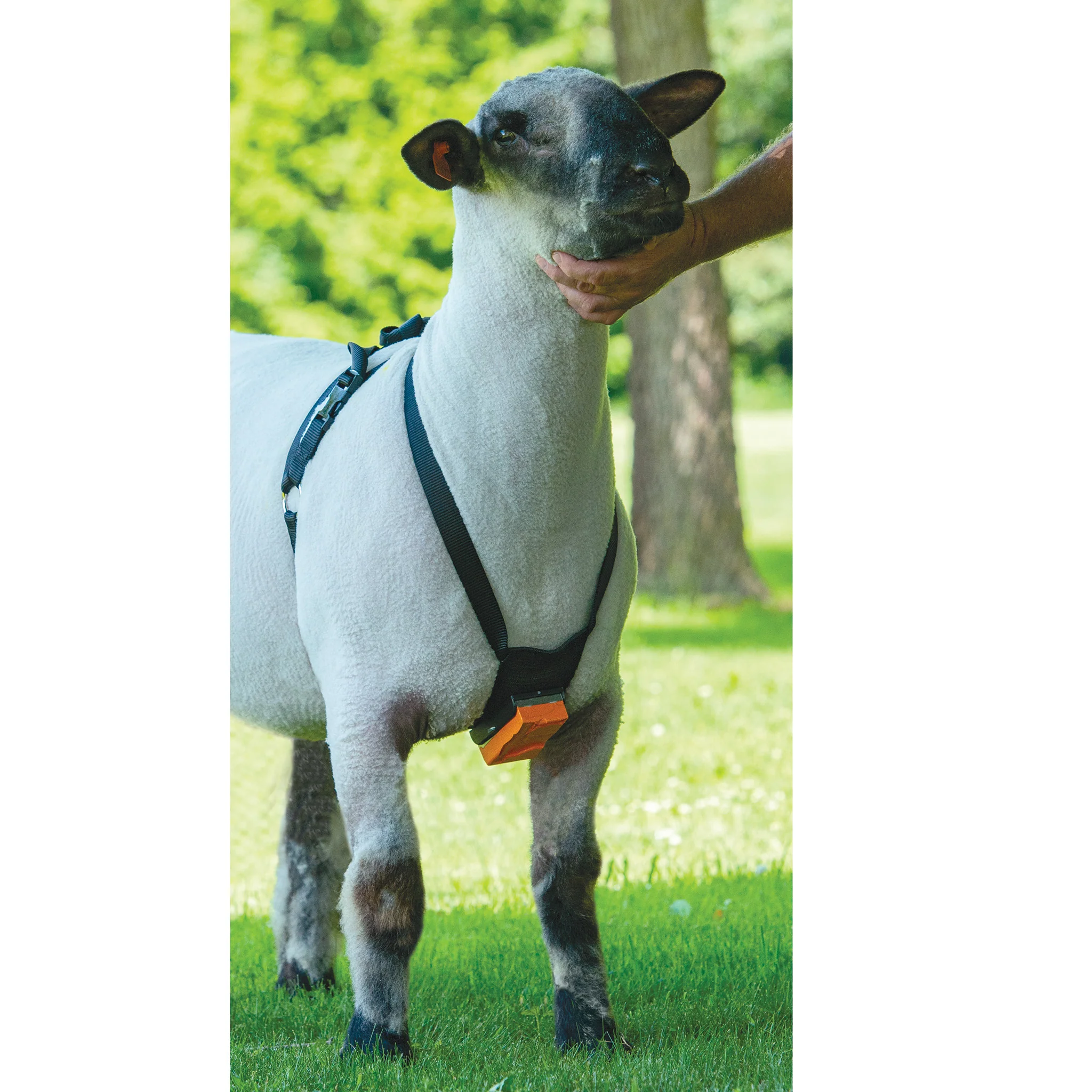 Nylon Ram Marking Harness - Image 2