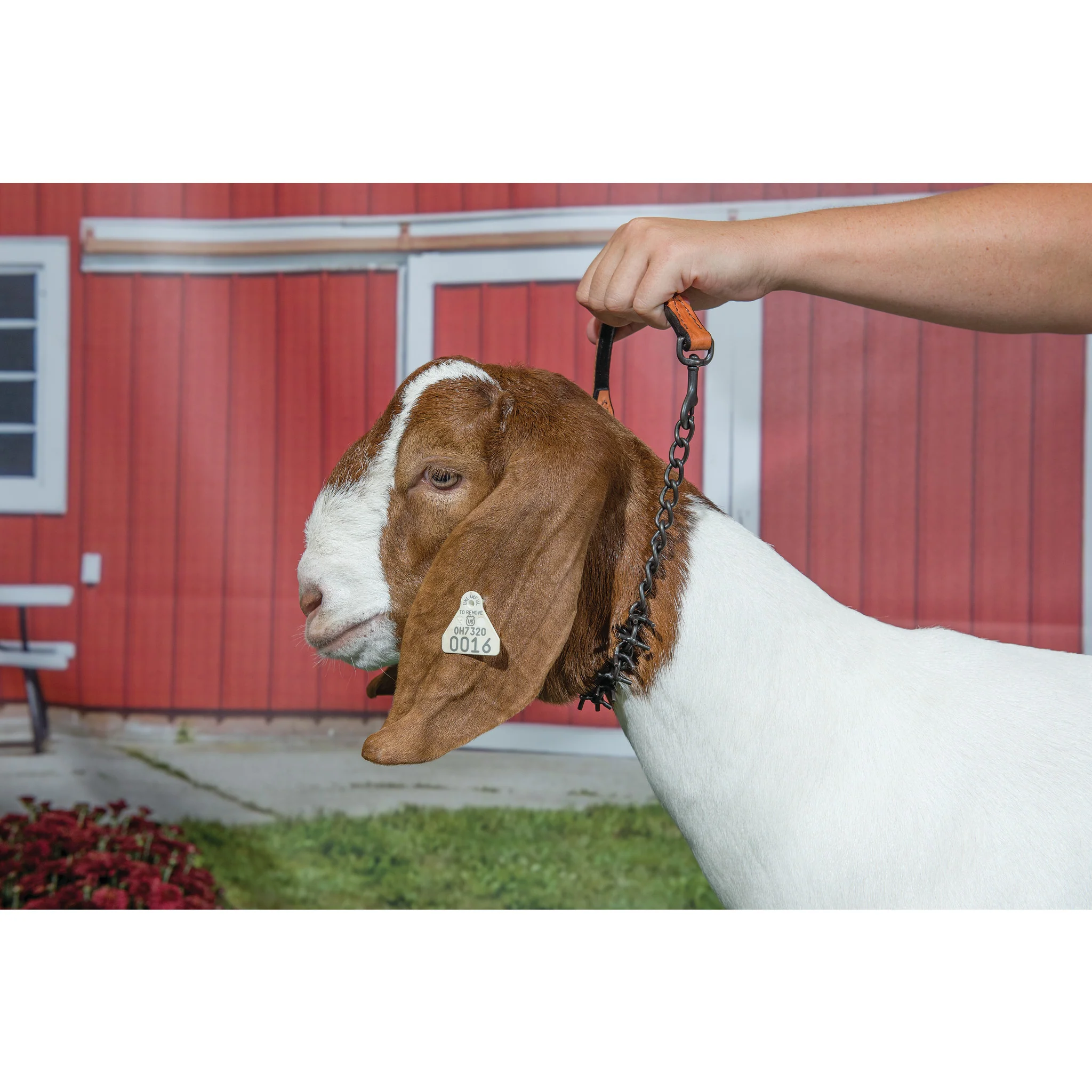Oil Rubbed Pronged Chain Goat Collar - Image 2