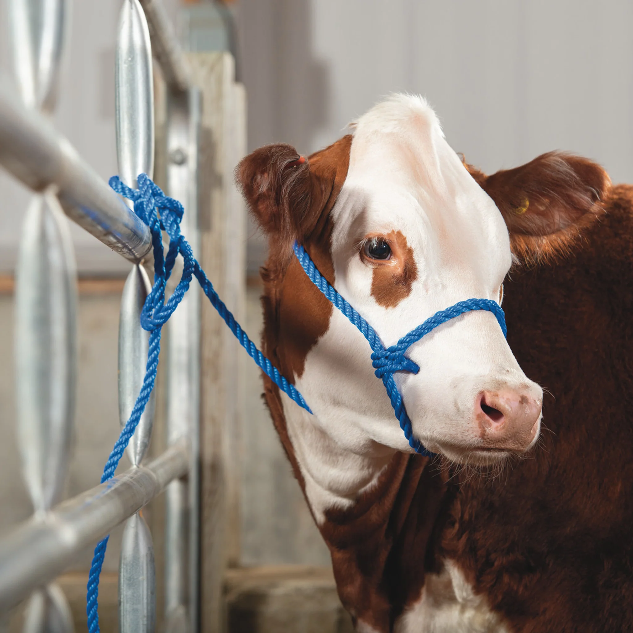 Poly Rope Breaking Halter - Image 10
