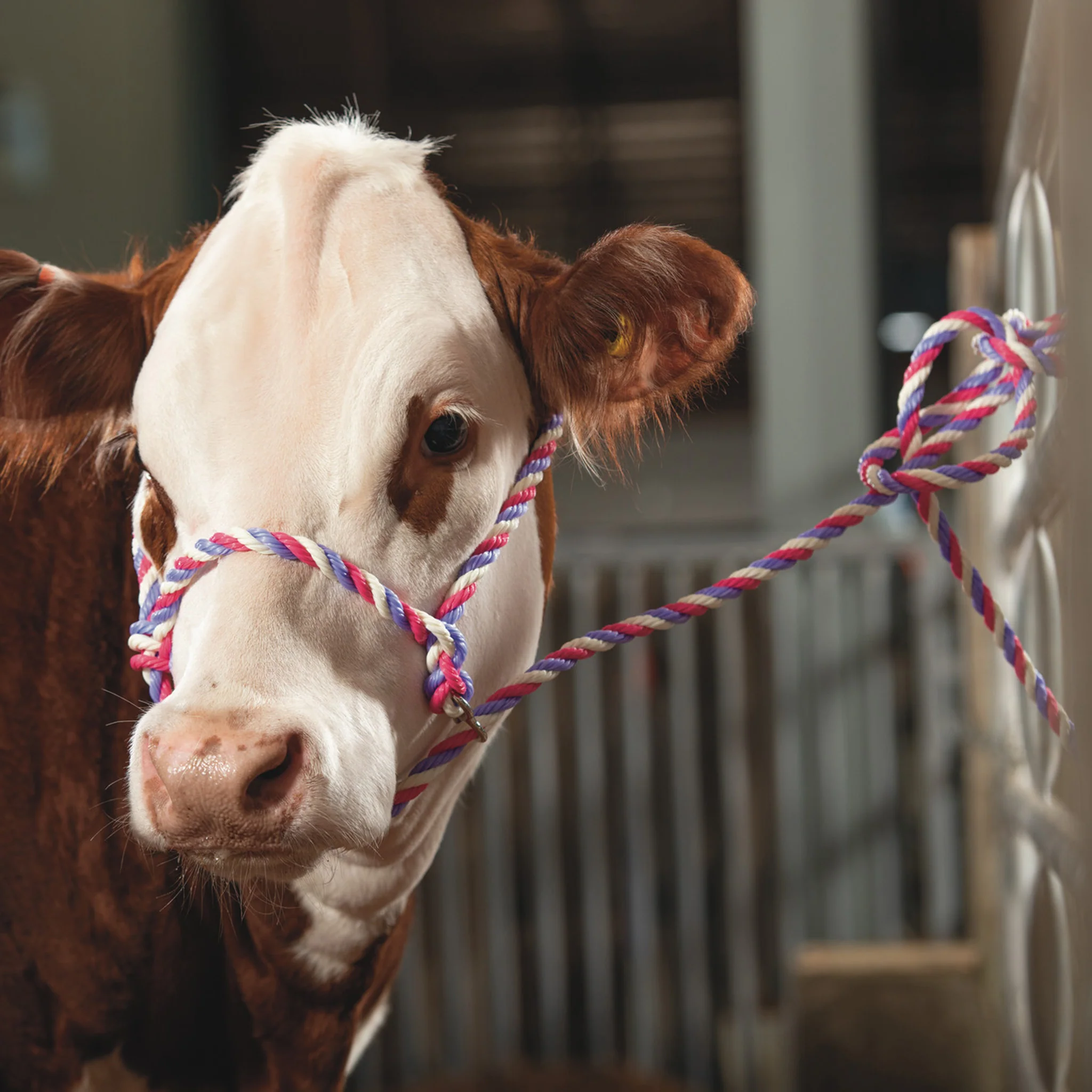 Poly Rope Breaking Halter - Image 11