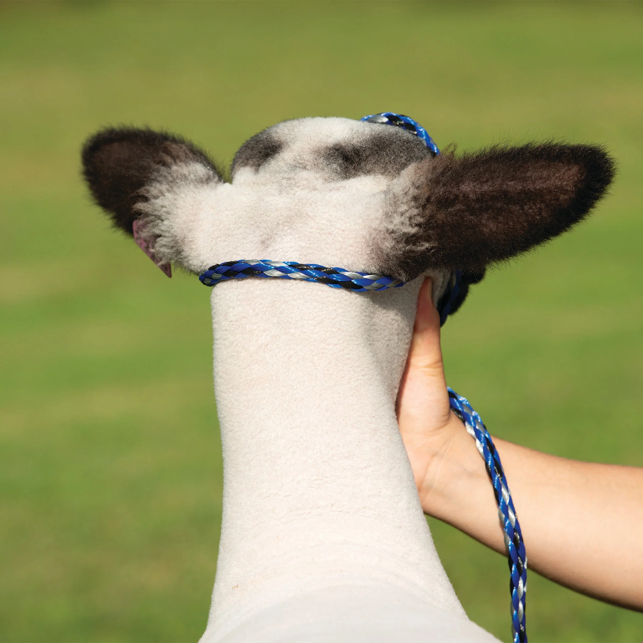 Poly Rope Halter - Image 16