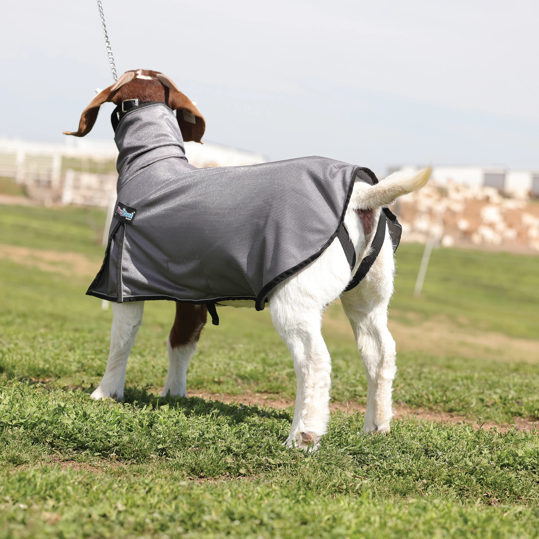 ProCool™ Doe Blanket - Image 2