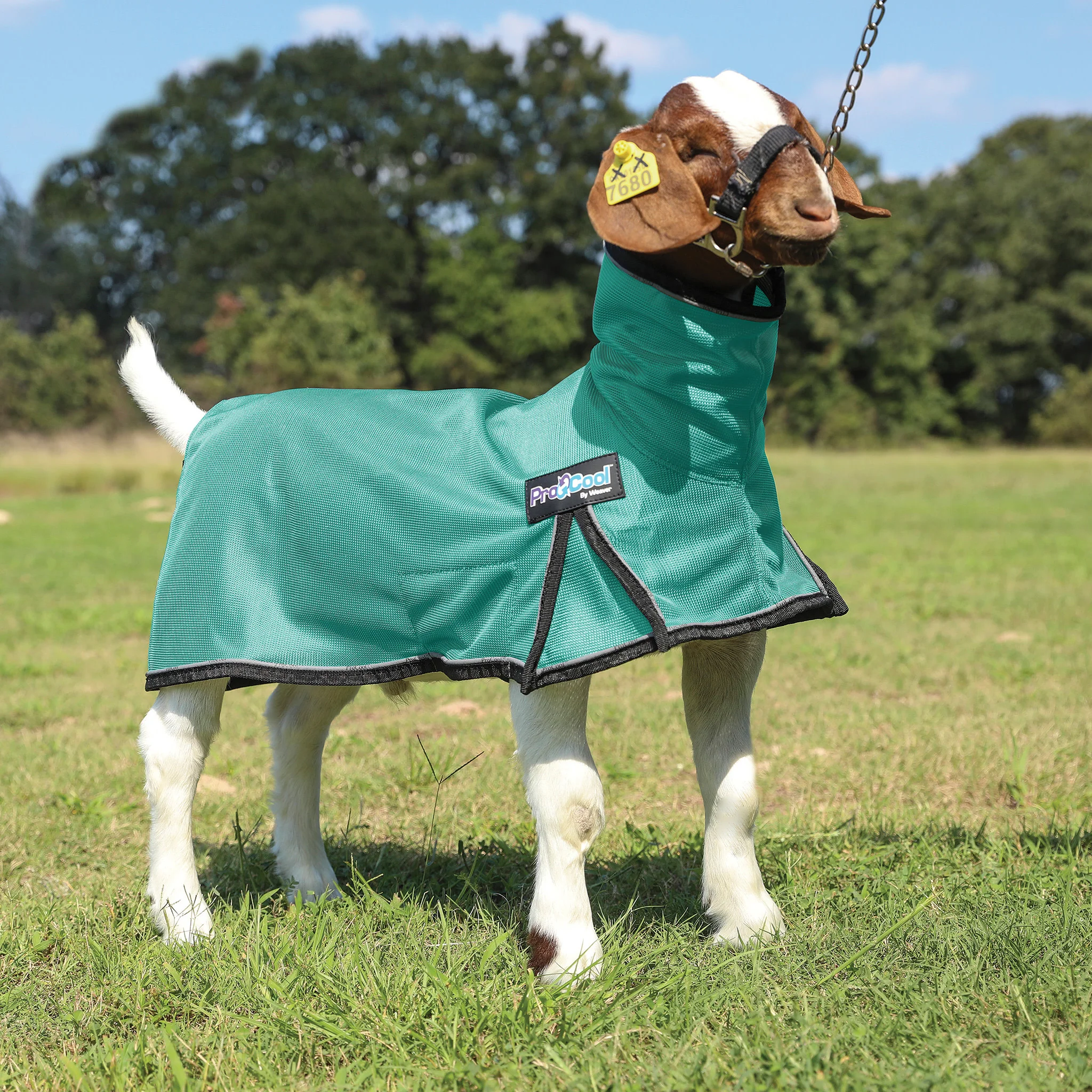 ProCool™ Goat Blanket with Reflective Piping, Mesh Butt - Image 12