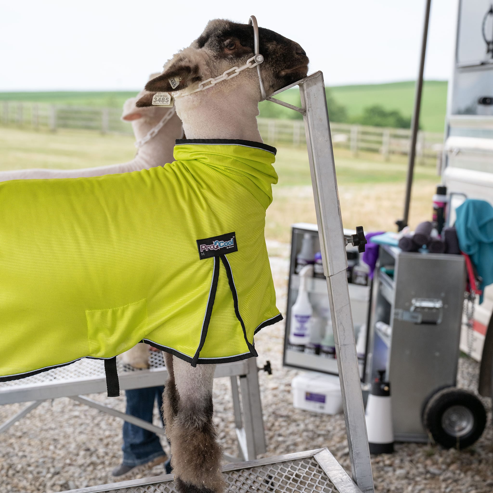 ProCool™ Sheep Blanket with Reflective Piping, Mesh Butt - Image 12