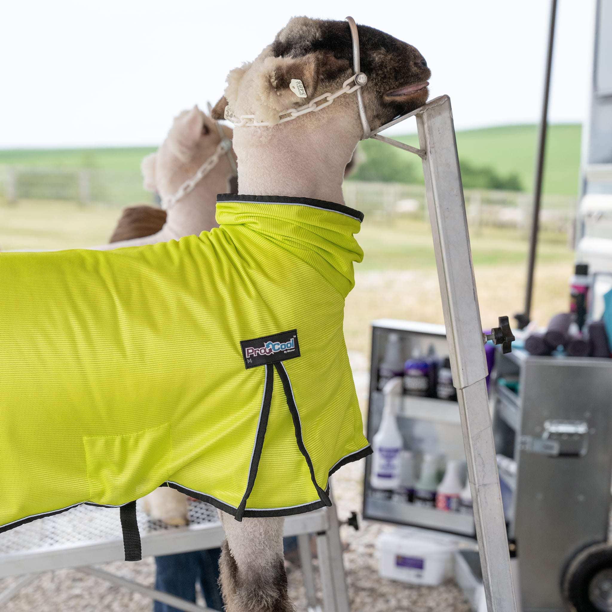 ProCool™ Sheep Blanket with Reflective Piping, Mesh Butt - Image 13