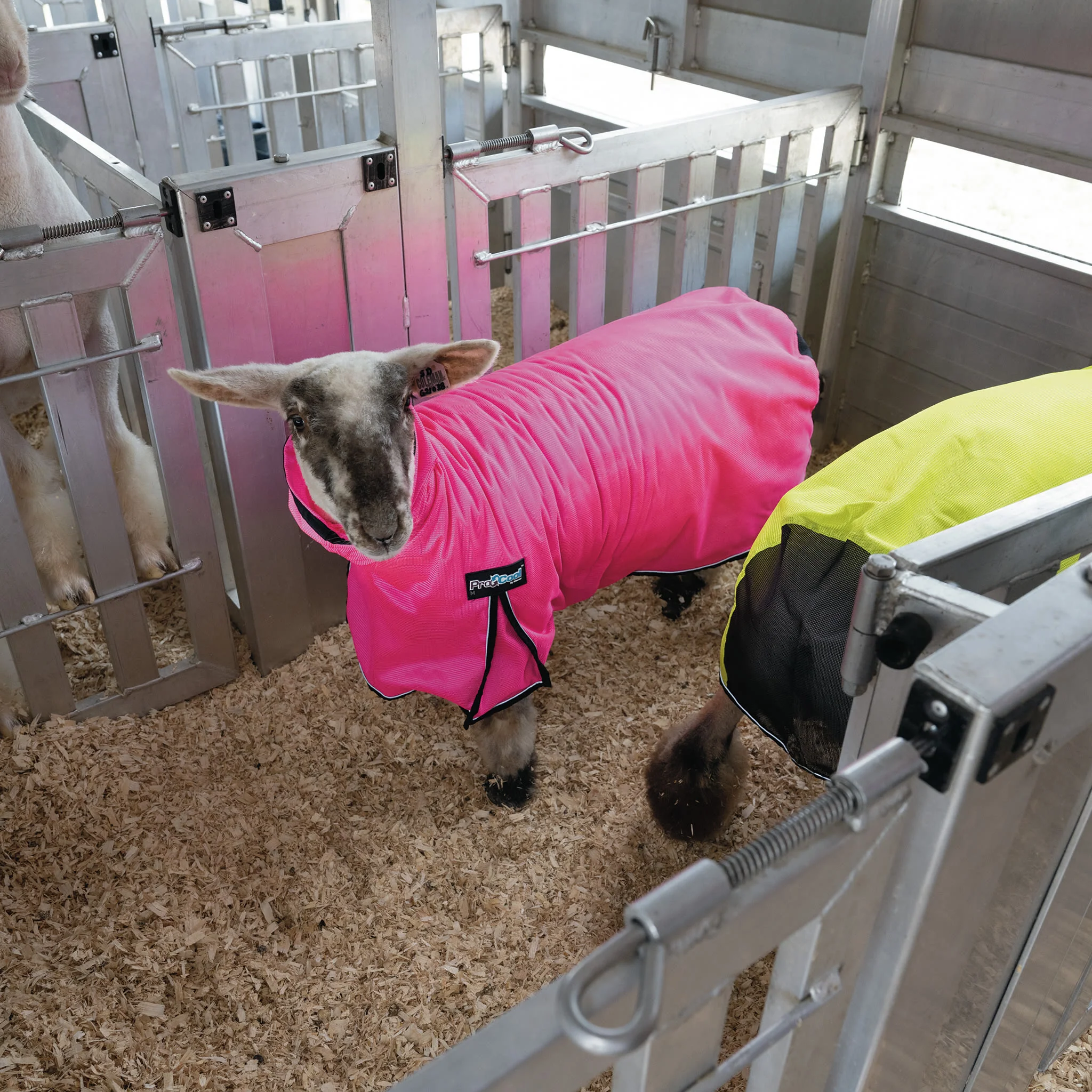 ProCool™ Sheep Blanket with Reflective Piping, Mesh Butt - Image 15