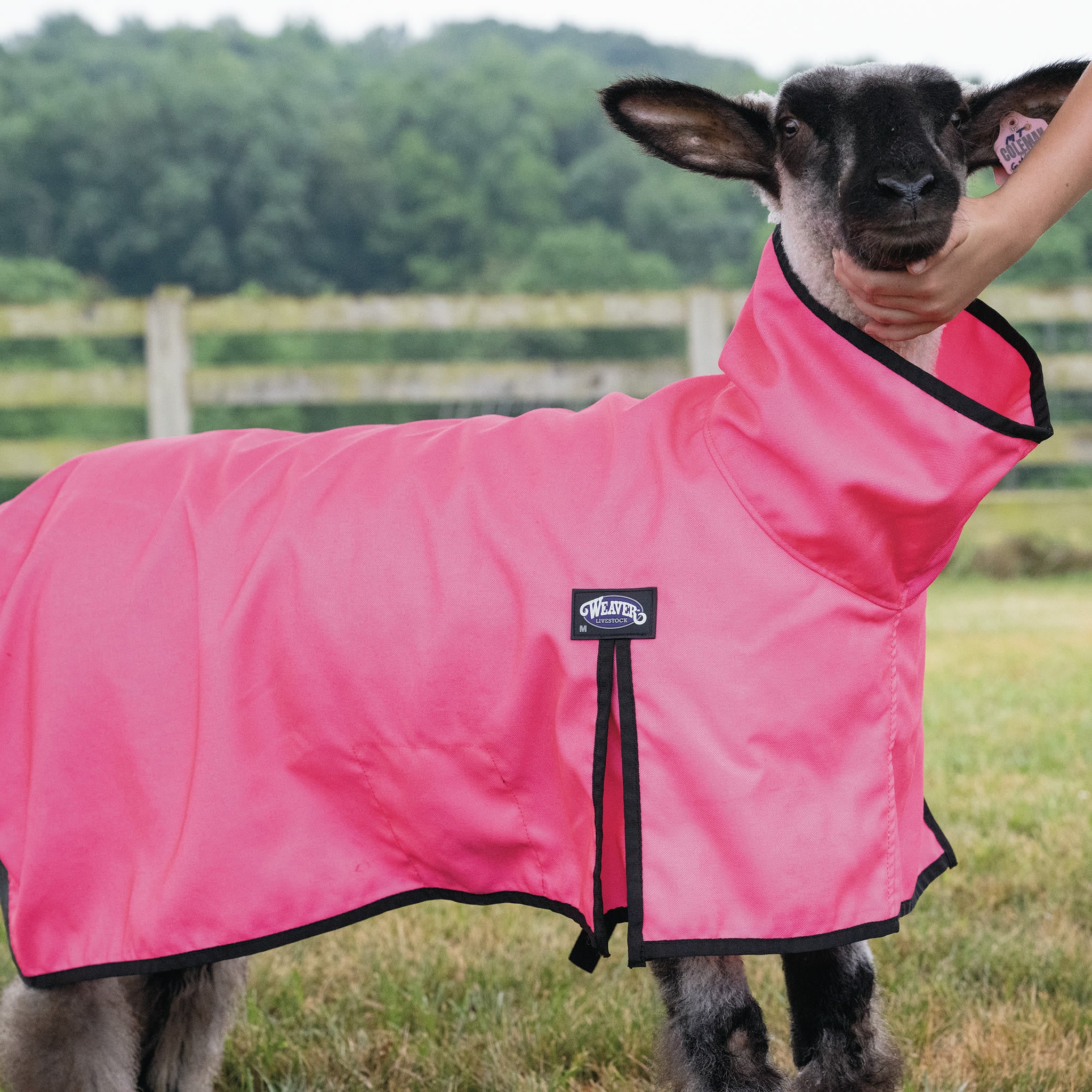 ProCool™ Sheep Blanket with Reflective Piping, Mesh Butt - Image 16
