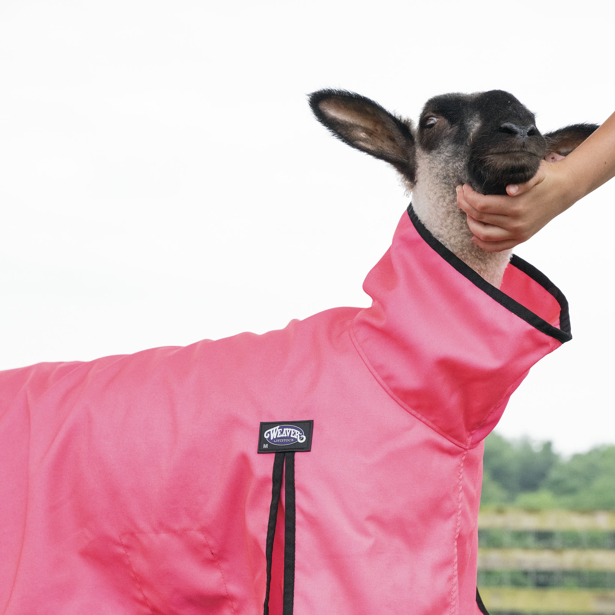 ProCool™ Sheep Blanket with Reflective Piping, Mesh Butt - Image 17