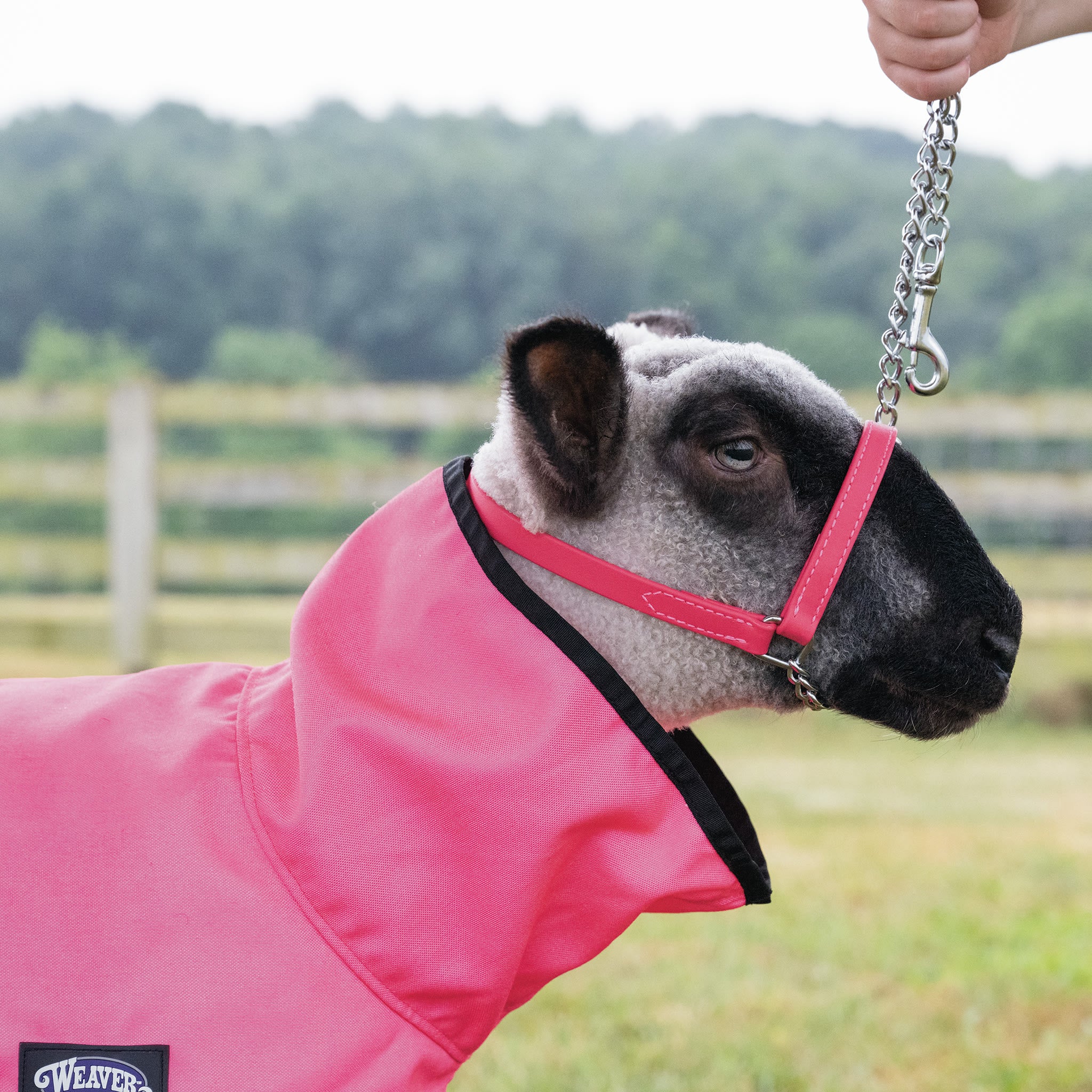 ProCool™ Sheep Blanket with Reflective Piping, Mesh Butt - Image 18