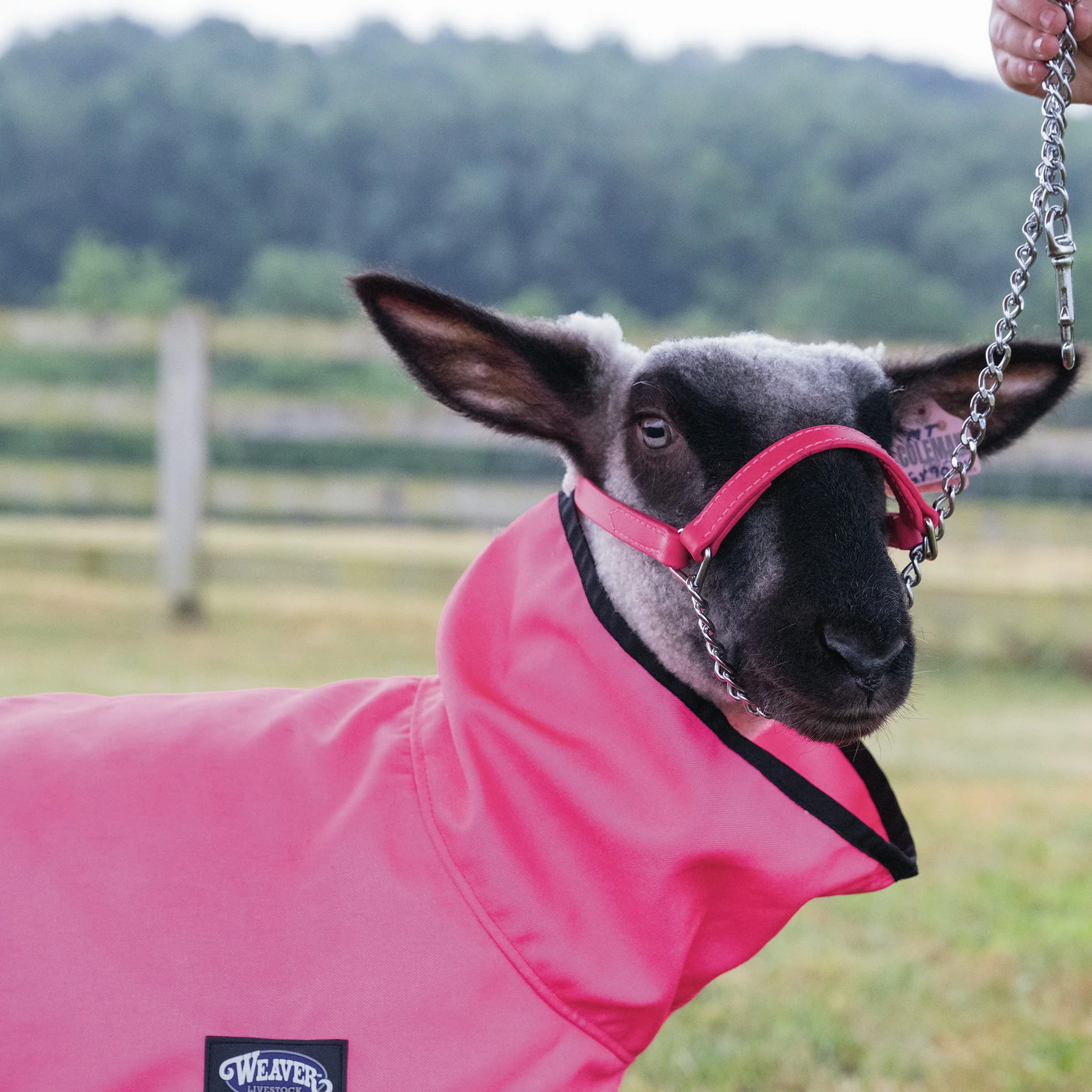 ProCool™ Sheep Blanket with Reflective Piping, Mesh Butt - Image 19