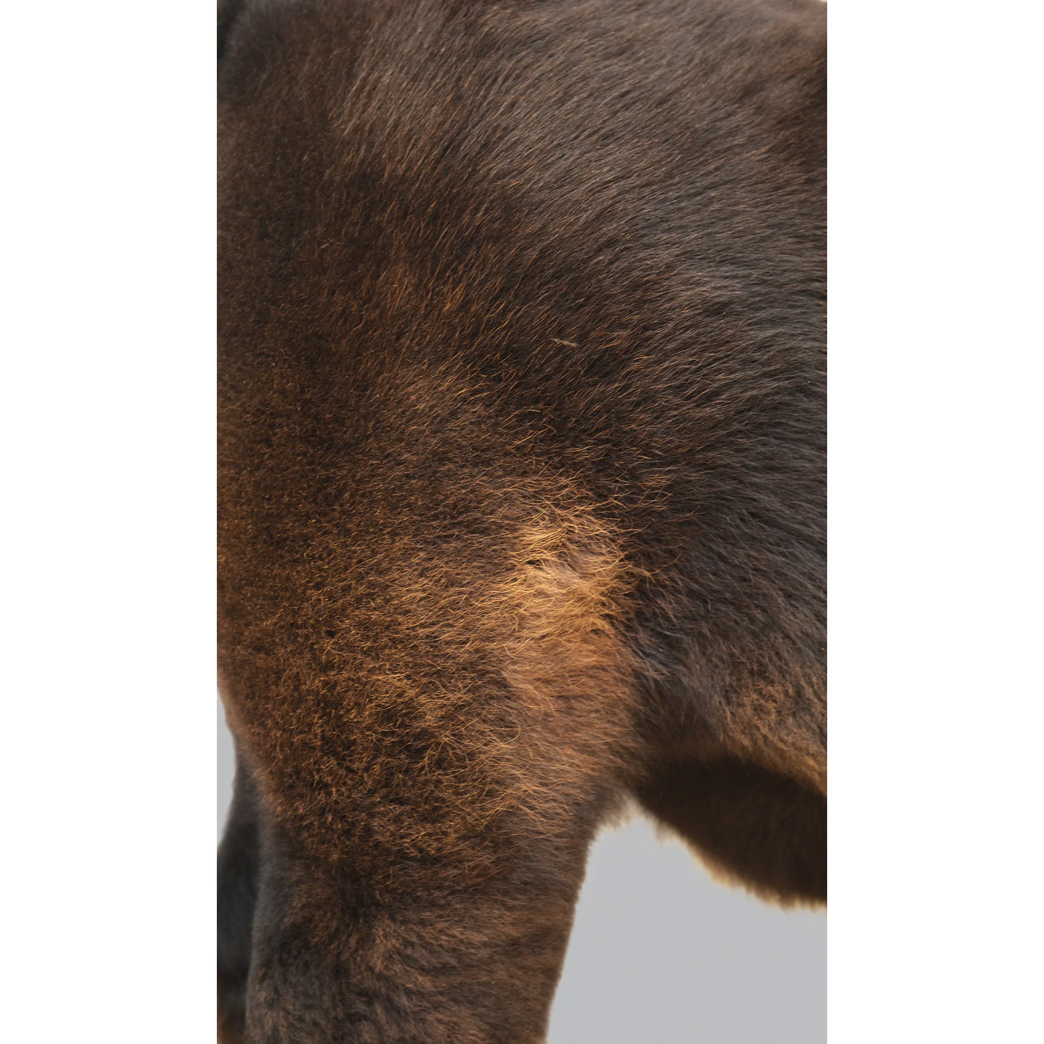ProDye, Black - Image 14