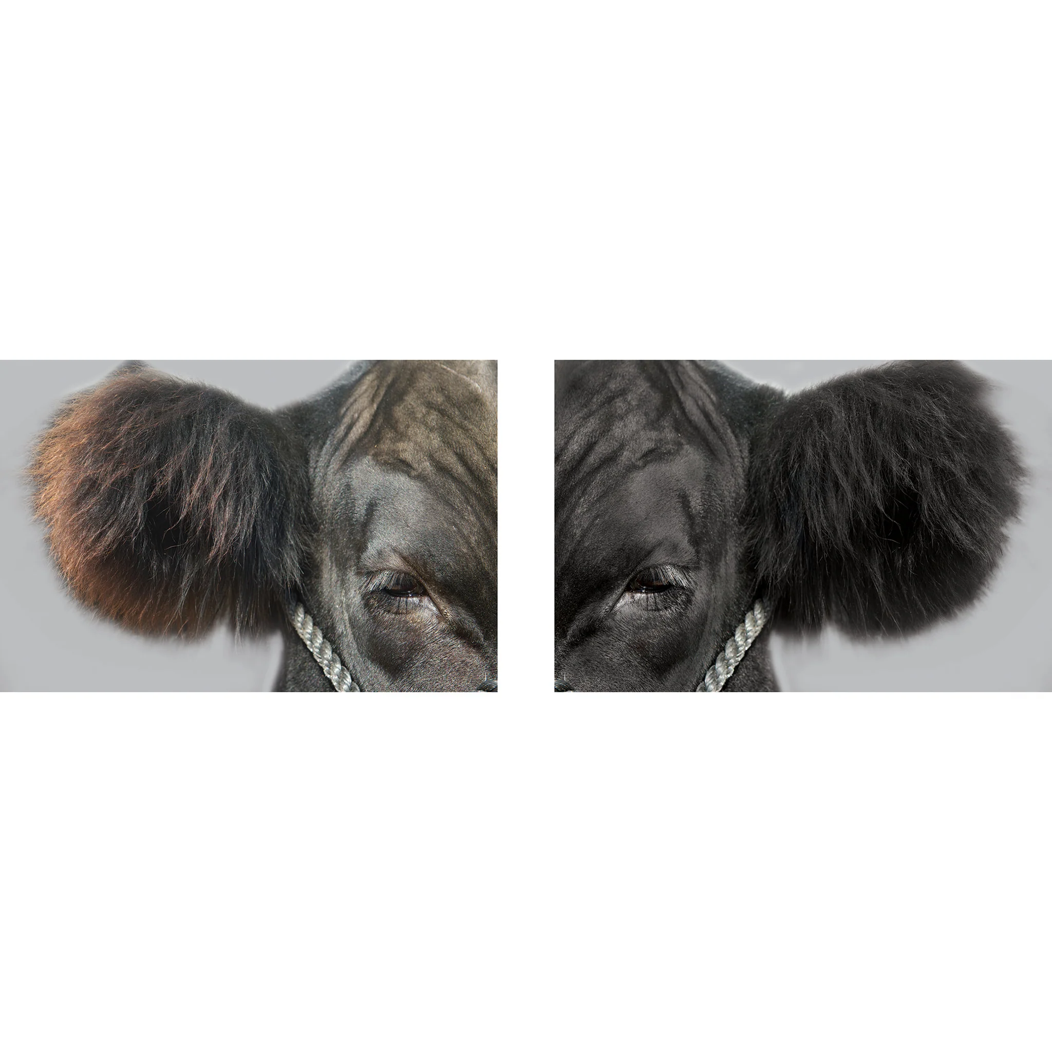 ProDye, Black - Image 15