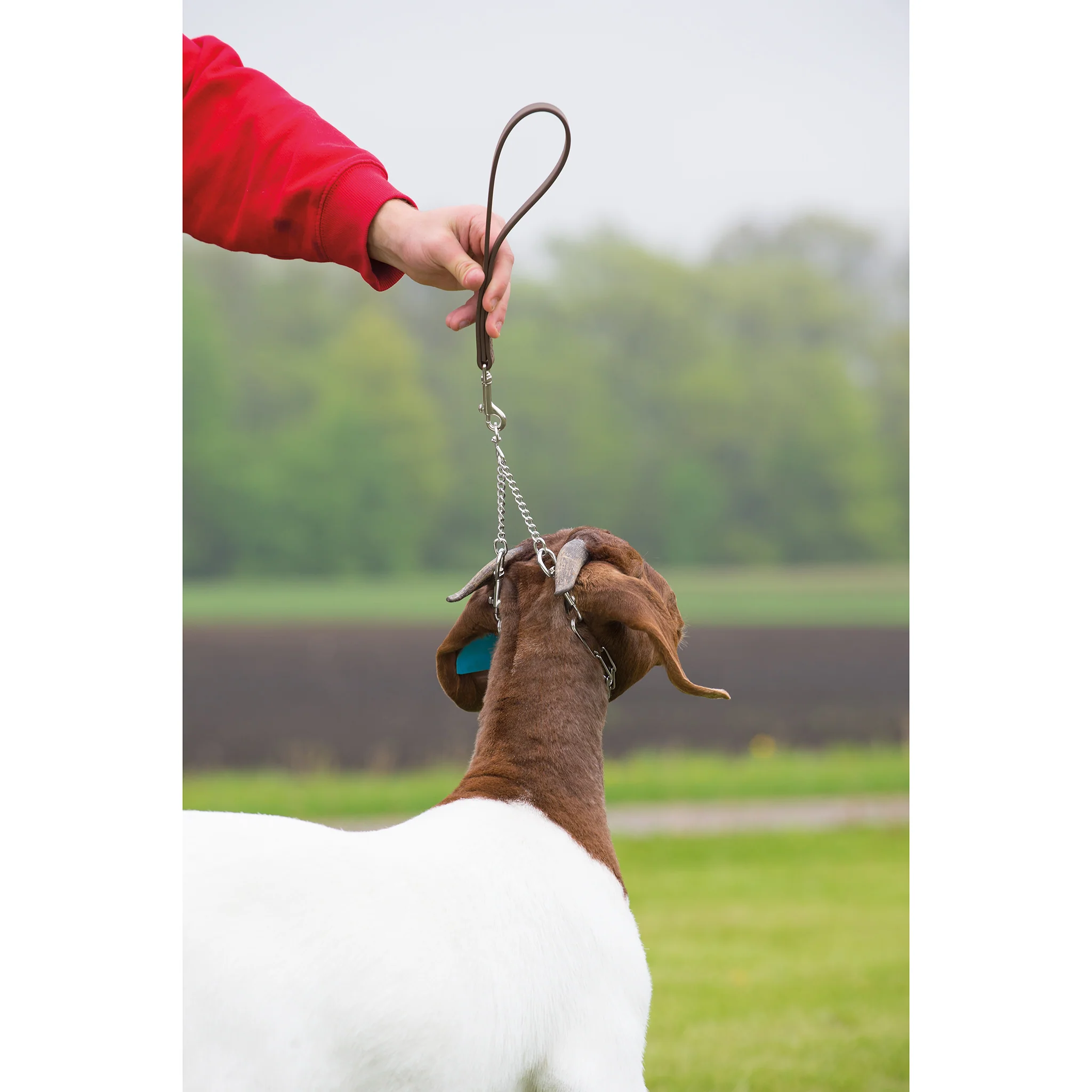Pronged Chain Goat Collar and Lead Set - Image 2