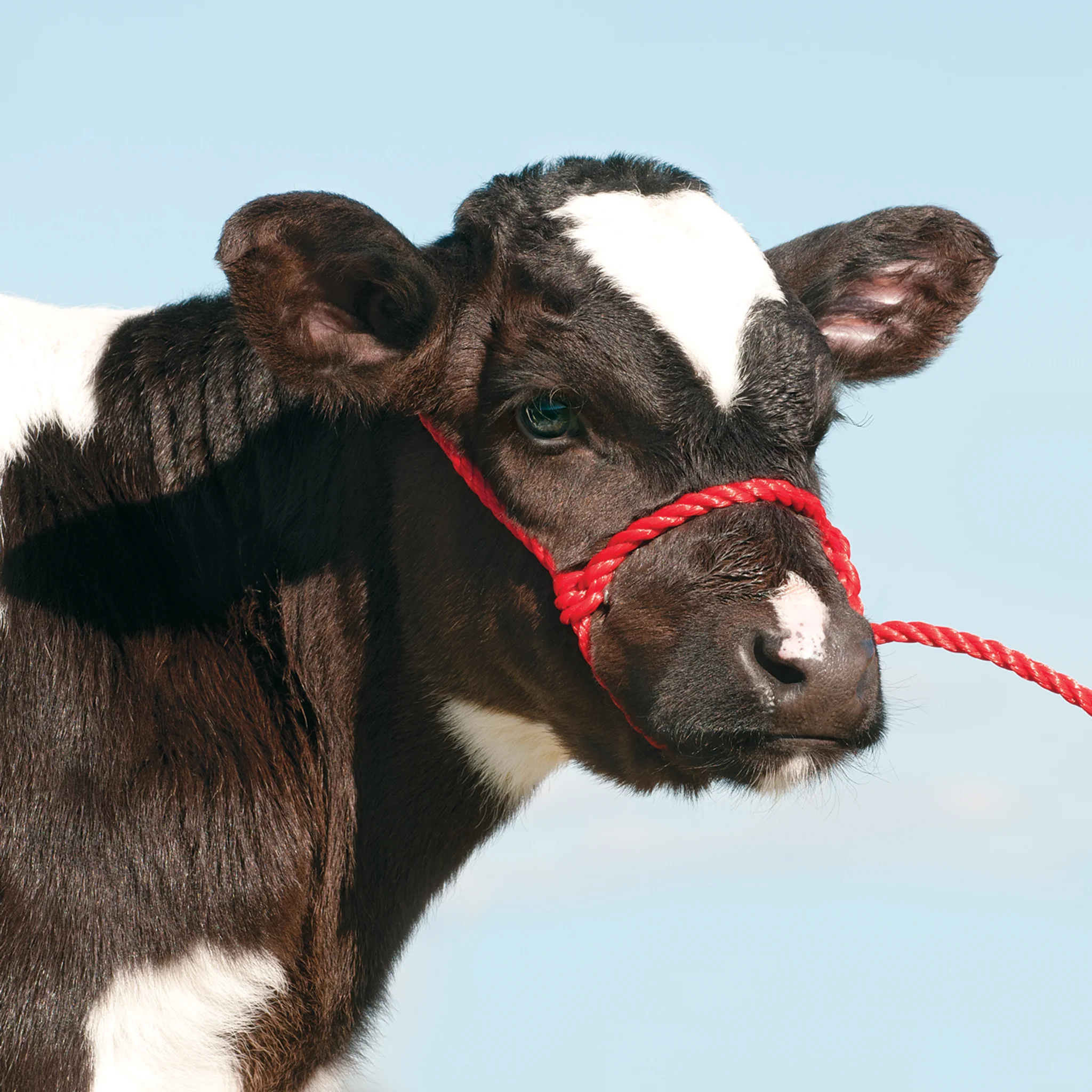 Rope Halter, Calf - Image 5