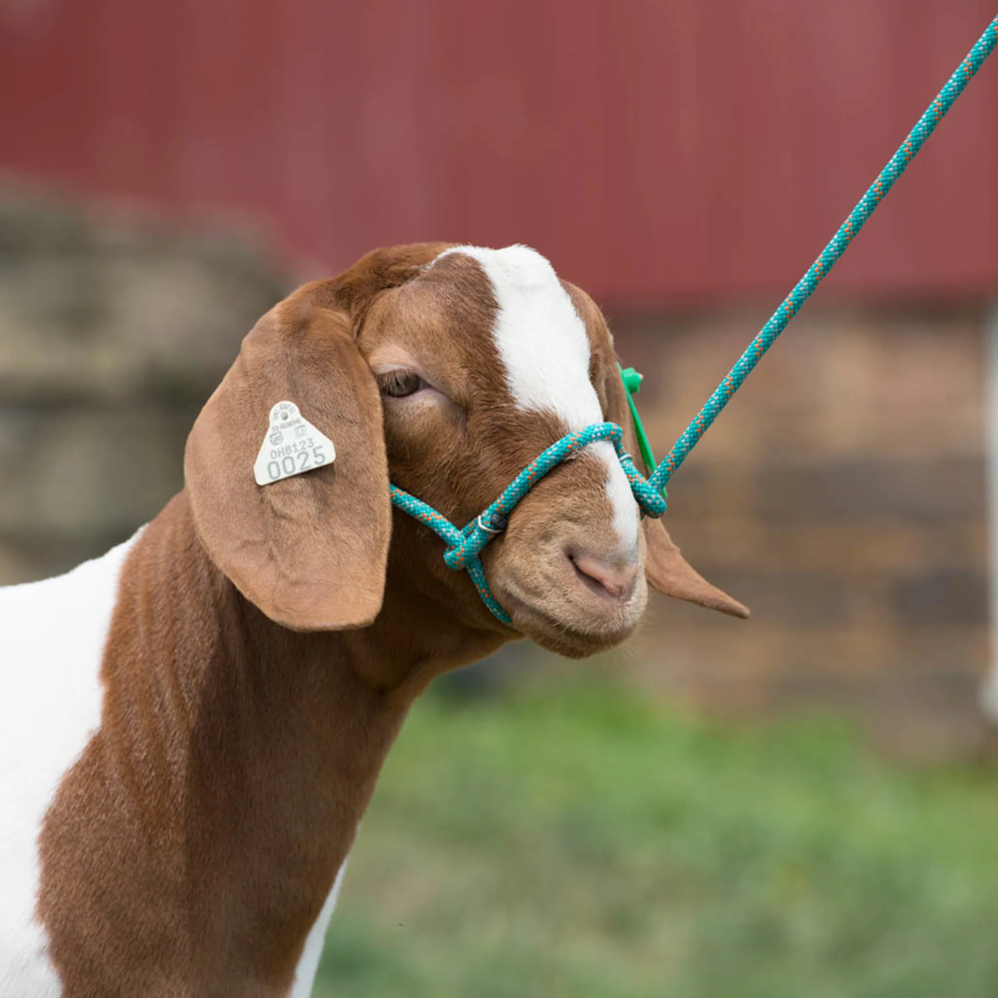 Rope Sheep Halter, 1/4" Diameter - Image 3
