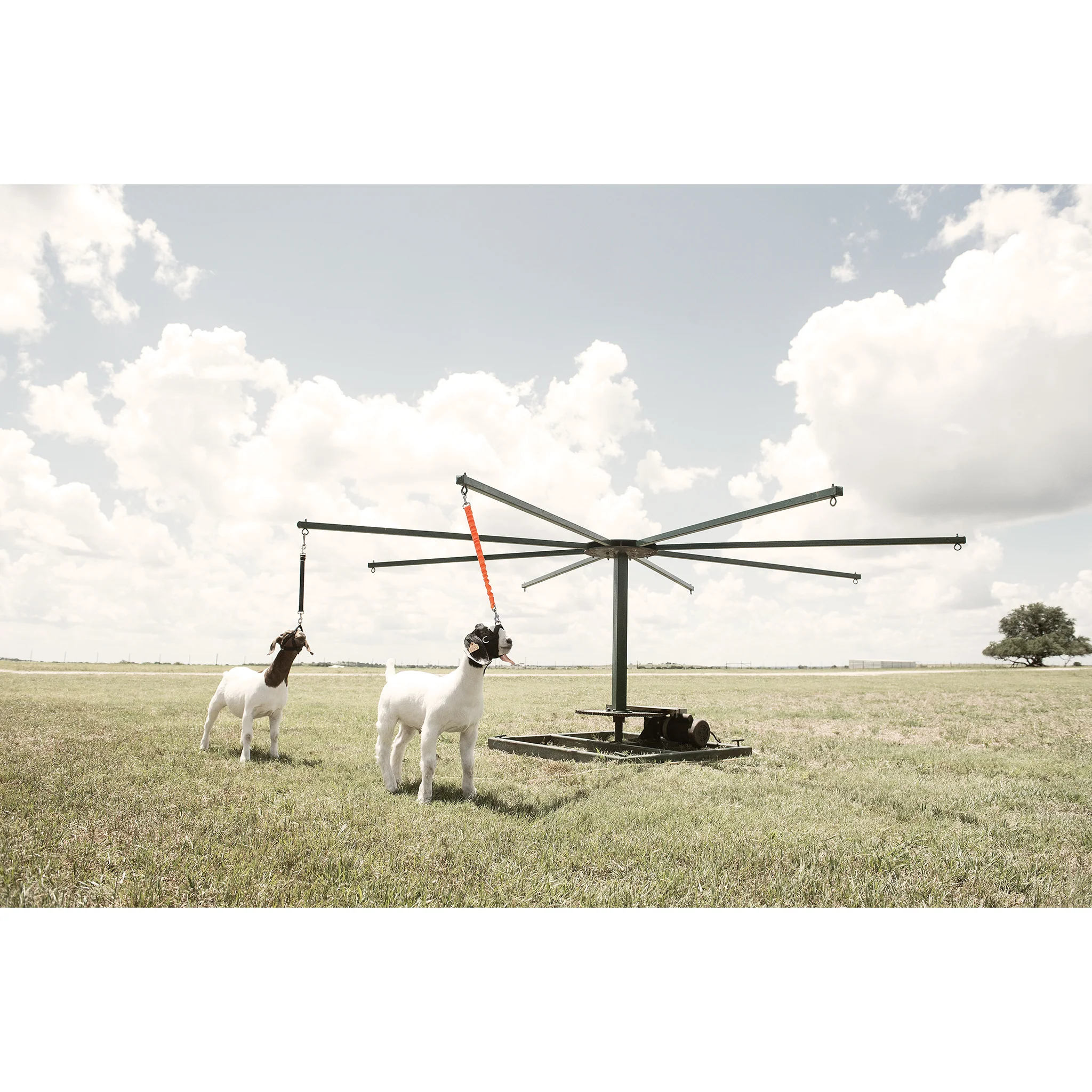 Sheep & Goat Training Halter - Image 2