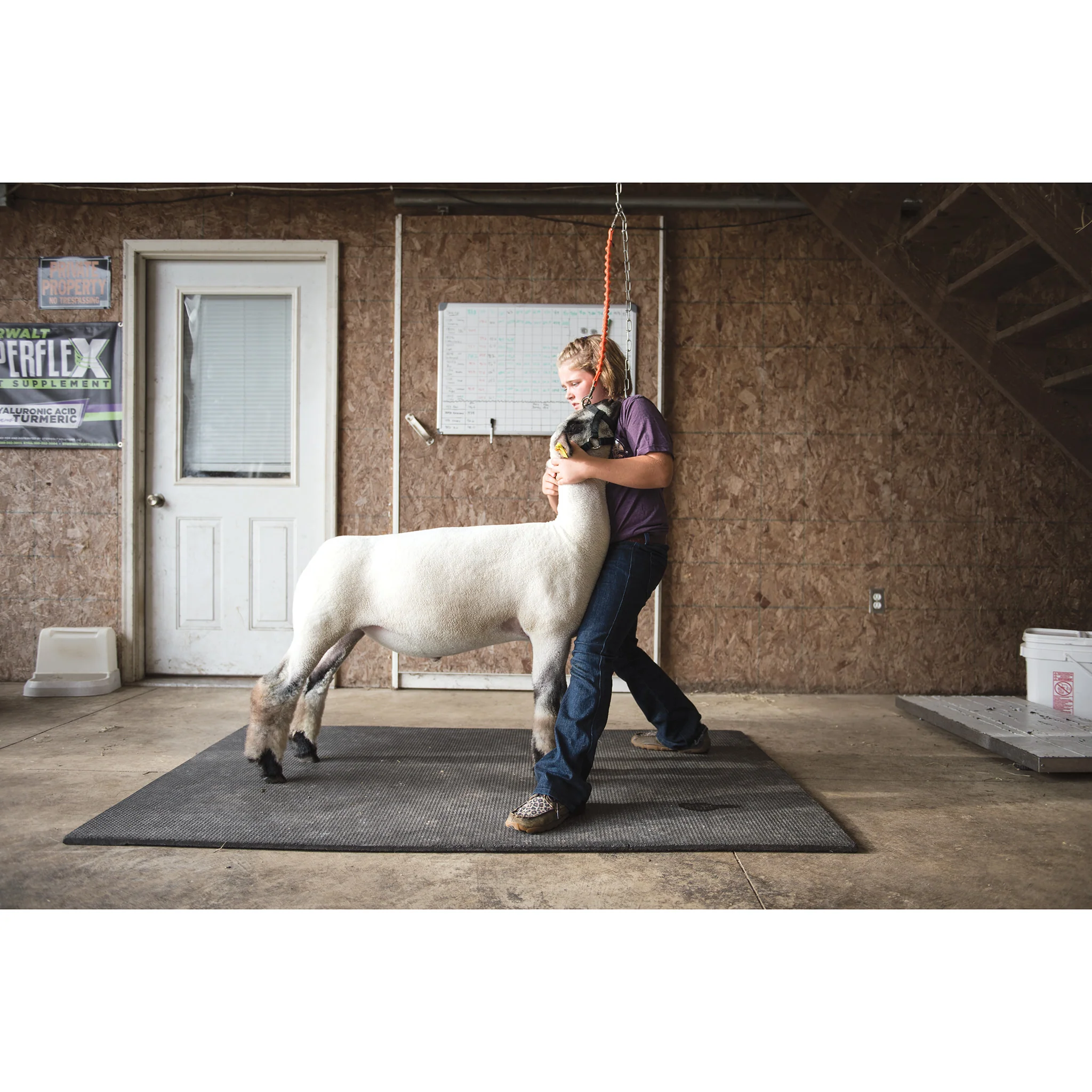 Sheep & Goat Training Halter - Image 3