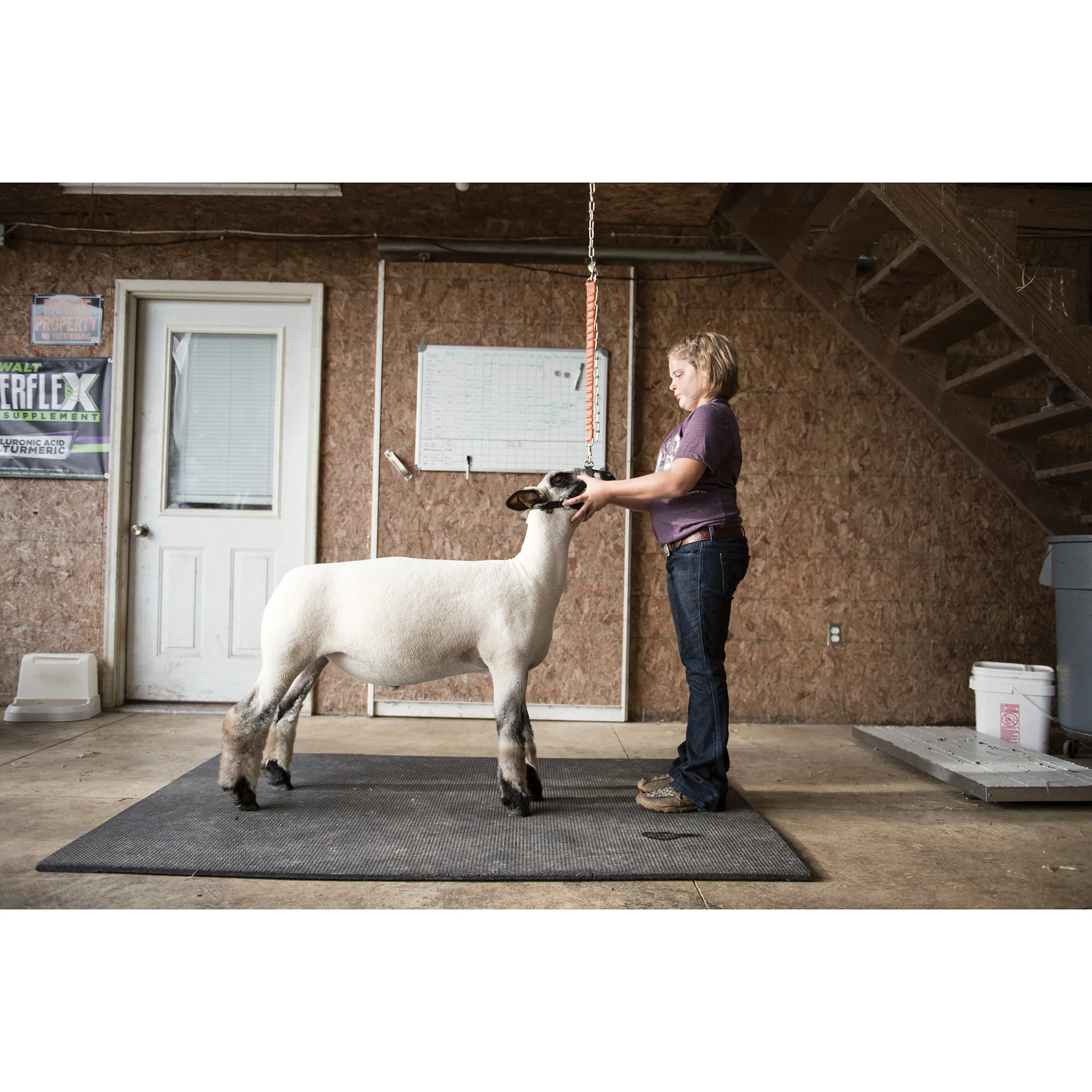 Sheep & Goat Training Halter - Image 5