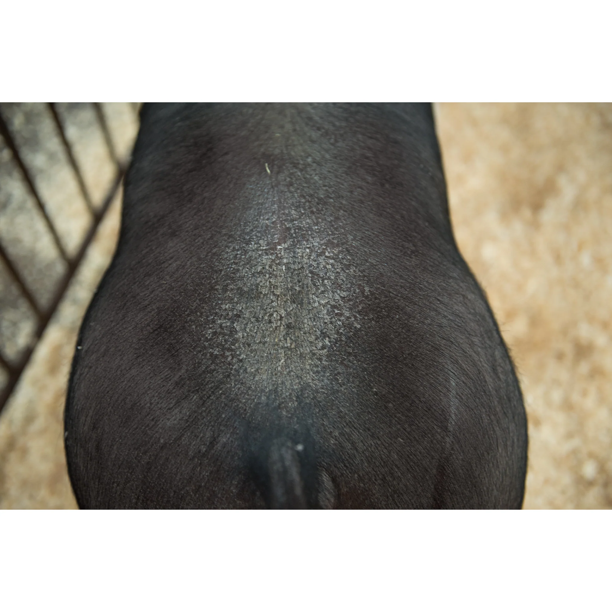 Swine Conditioner and Shine - Image 3
