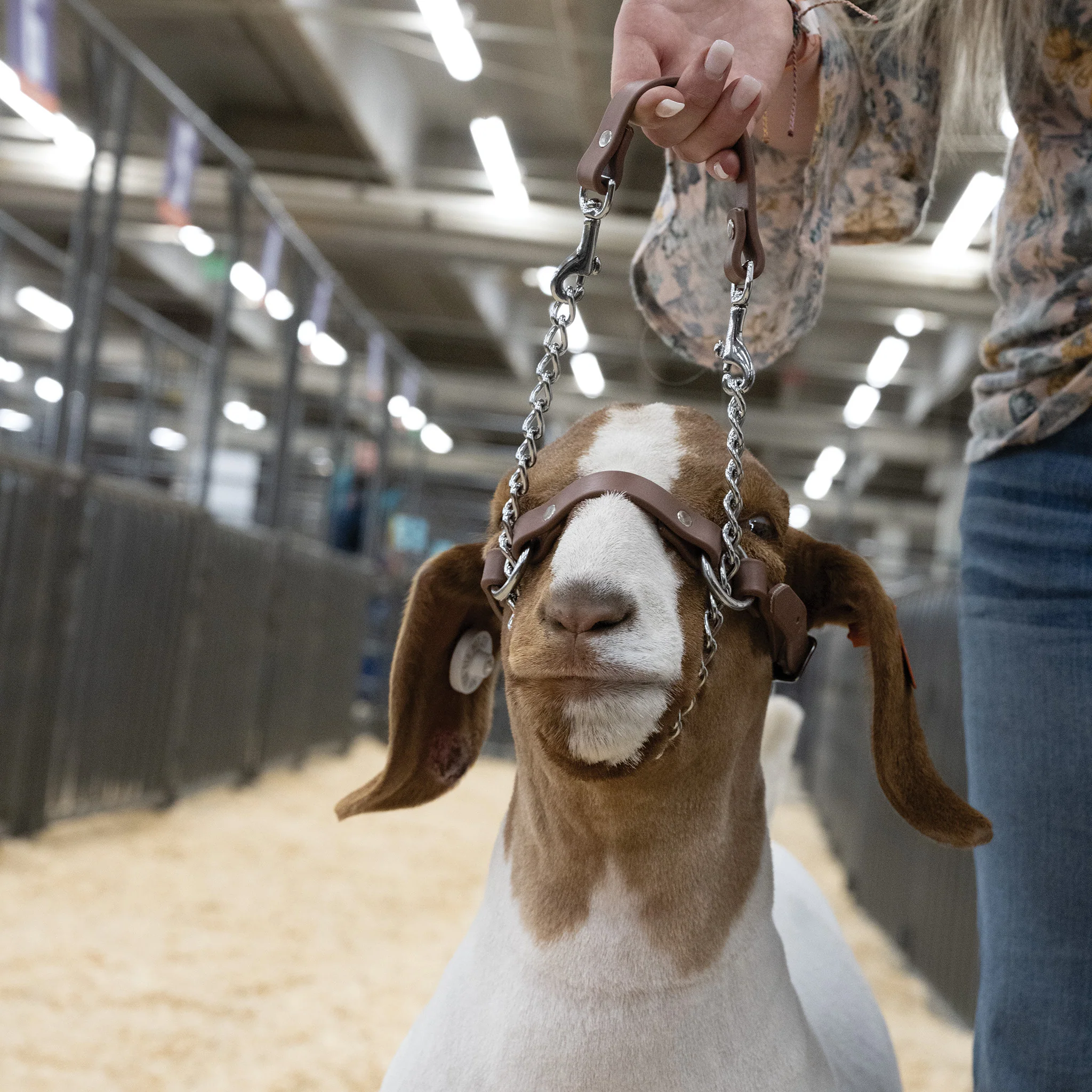 Total Control Goat Halter - Image 3